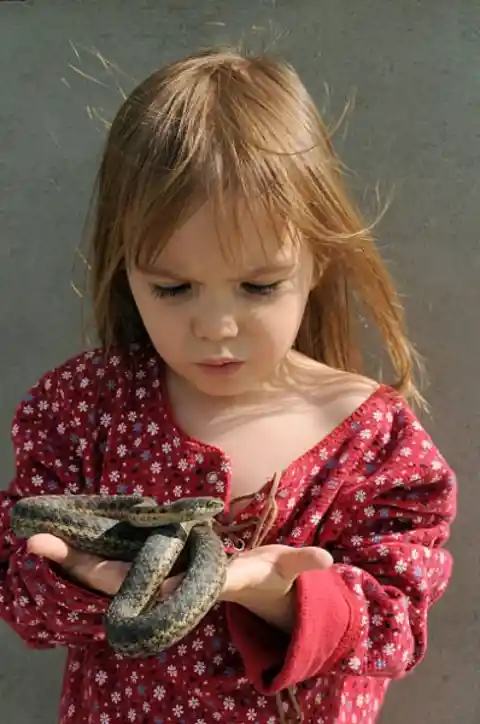 Reptile Trainers