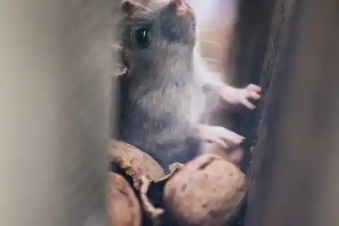 Rat King
