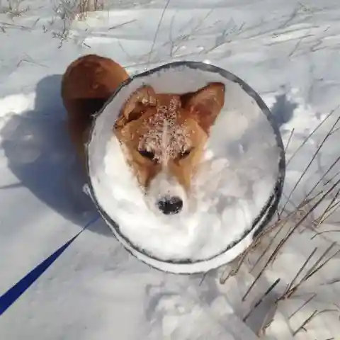 Snowy Corgi Dilemma