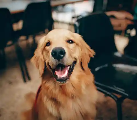 An adorable Dog