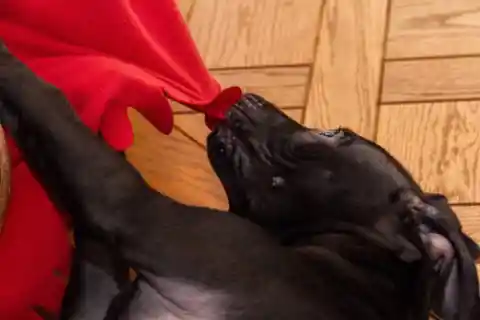 A Good Dog
