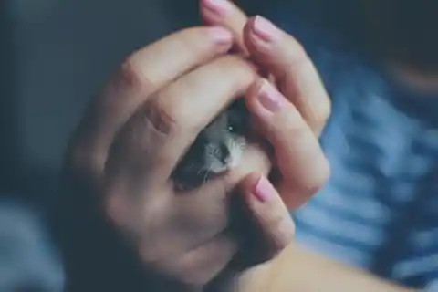 Hamster Named Nibbles