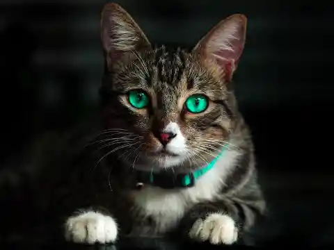 Secret Cat Time