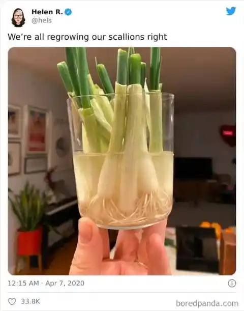 Regrow Your Scallions