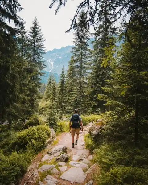Forest Tension