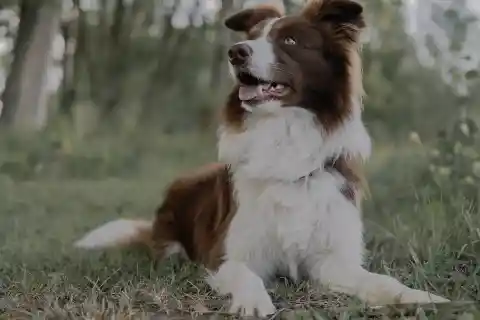 Barking