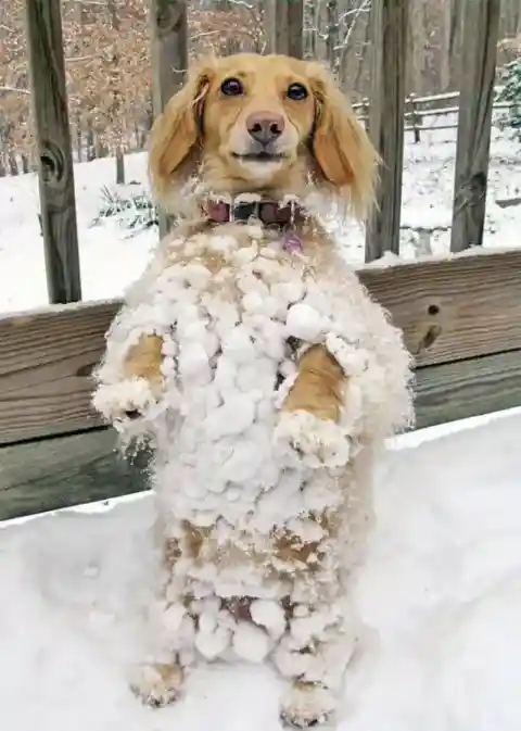 Standing Dog in a Winter Wonderland