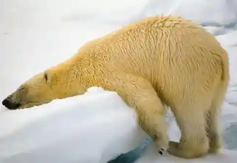 Polar Bear’s Frosty Rest