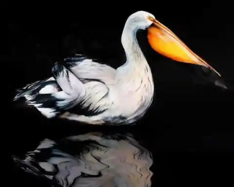 Realistic Looking Pelican