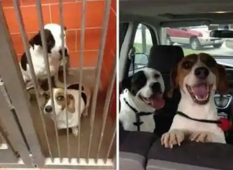 Adorable and Heartwarming Dog Moments Caught on Camera