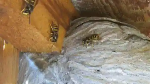 Could It Be Wasps?