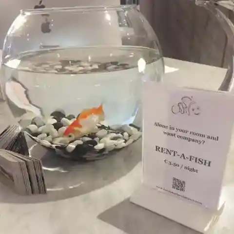 Feeling Alone? Get A Fish For The Night!