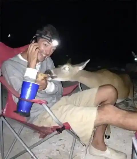 When a Camper’s Hotdog Becomes Deer Delight