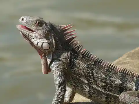 Hybrid Iguana