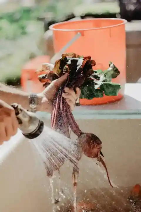 Beet