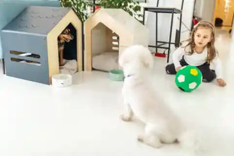 An Attached Dog