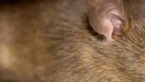 Mass Of Fur