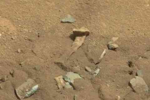The Bone Discovery
