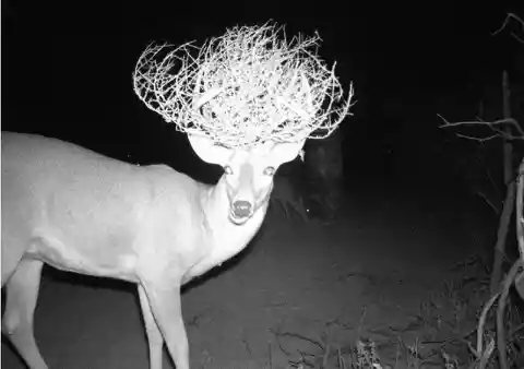 A Buck in a Hat