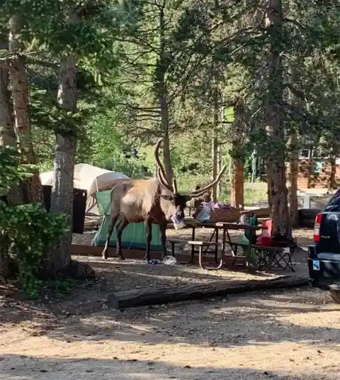 Deer Experiencing Nature’s Takeout