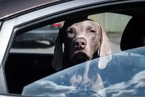 The dog jumped out!