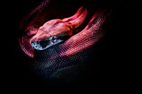 A Sick Snake