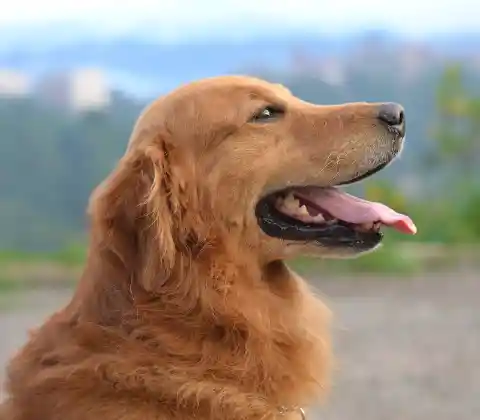 Vary In Size