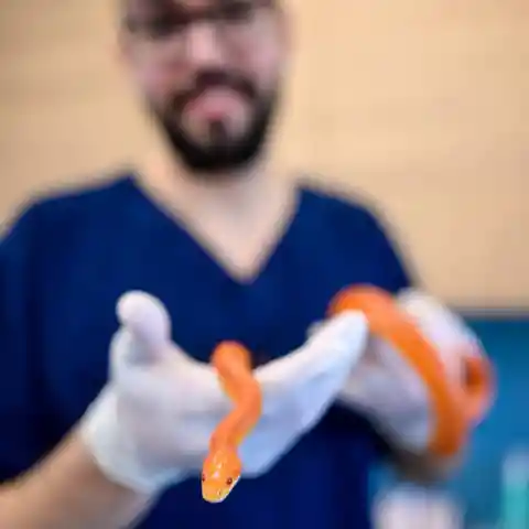 A Slithering Recovery