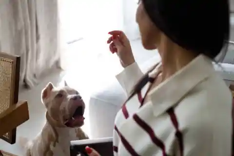 Animal Lovers
