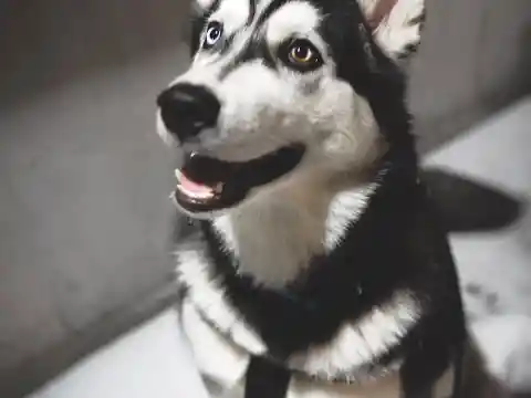 A Devoted Husky