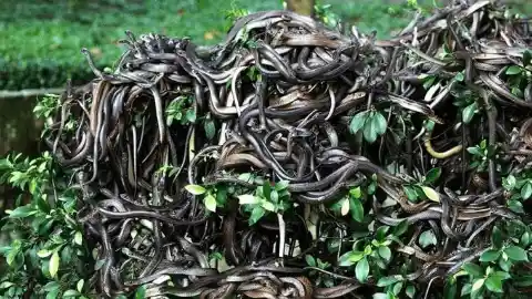 Home of Pit Vipers, Brazil’s Snake Island