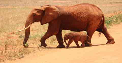Unwavering Unity: A Community Holds its Breath for a Mother Dog