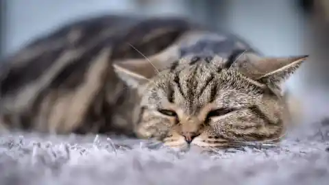 The Vibrant Cat