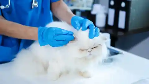 The Veterinary Clinic