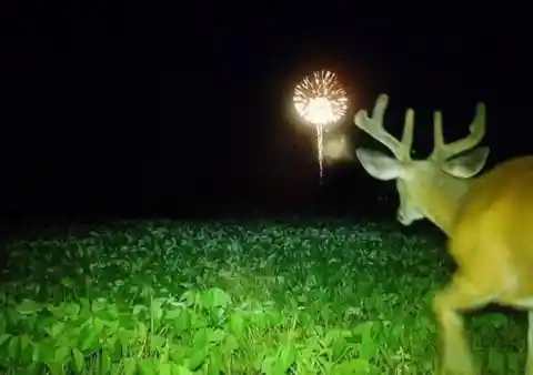 Buck and the Fireworks