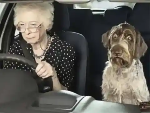 Grandma’s Grand Ride, Dog’s Wild Ride