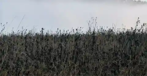 The Field’s New Purpose