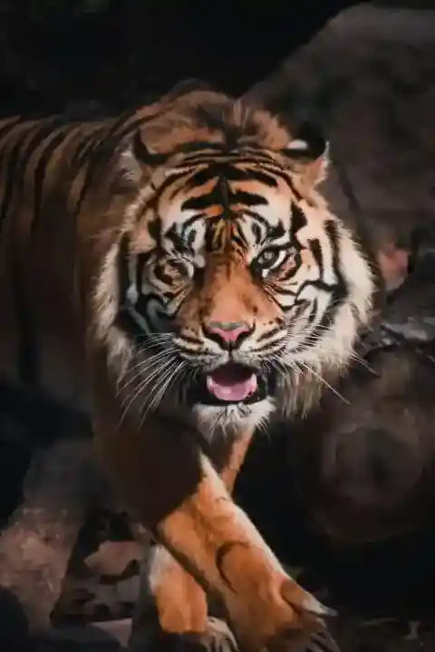 Additional Aggression