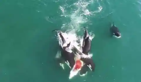 Shamoo Feasting On Great Whale