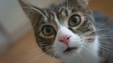 A Cat