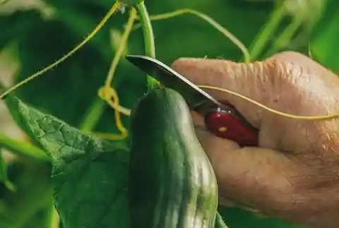 Cucumbers Kept At Room Temperature