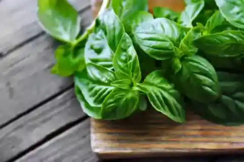 Basil