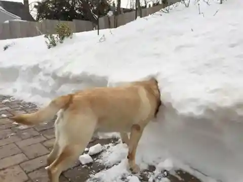 Playful Pup’s Snowy Plunge