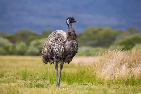 Where does the emu come from?