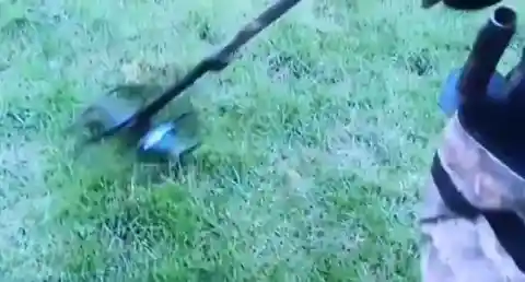 Imagination Gone Wild