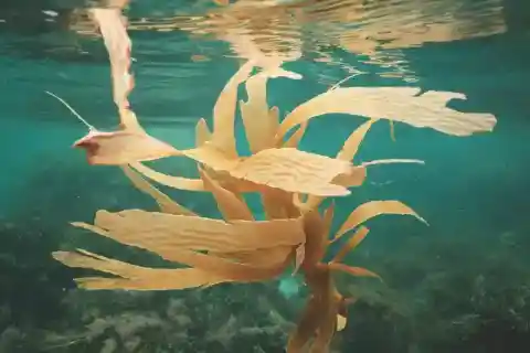 Seaweed