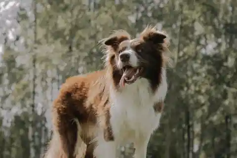 Hero