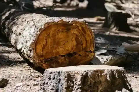 The Tree Came Down