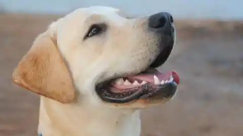 A Mere Pet