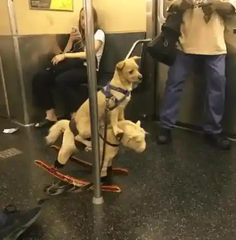 ロッキングドッグ